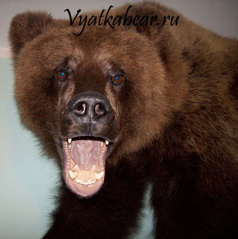 Медведь абакан митсубиси